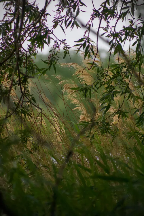 landscape Trees