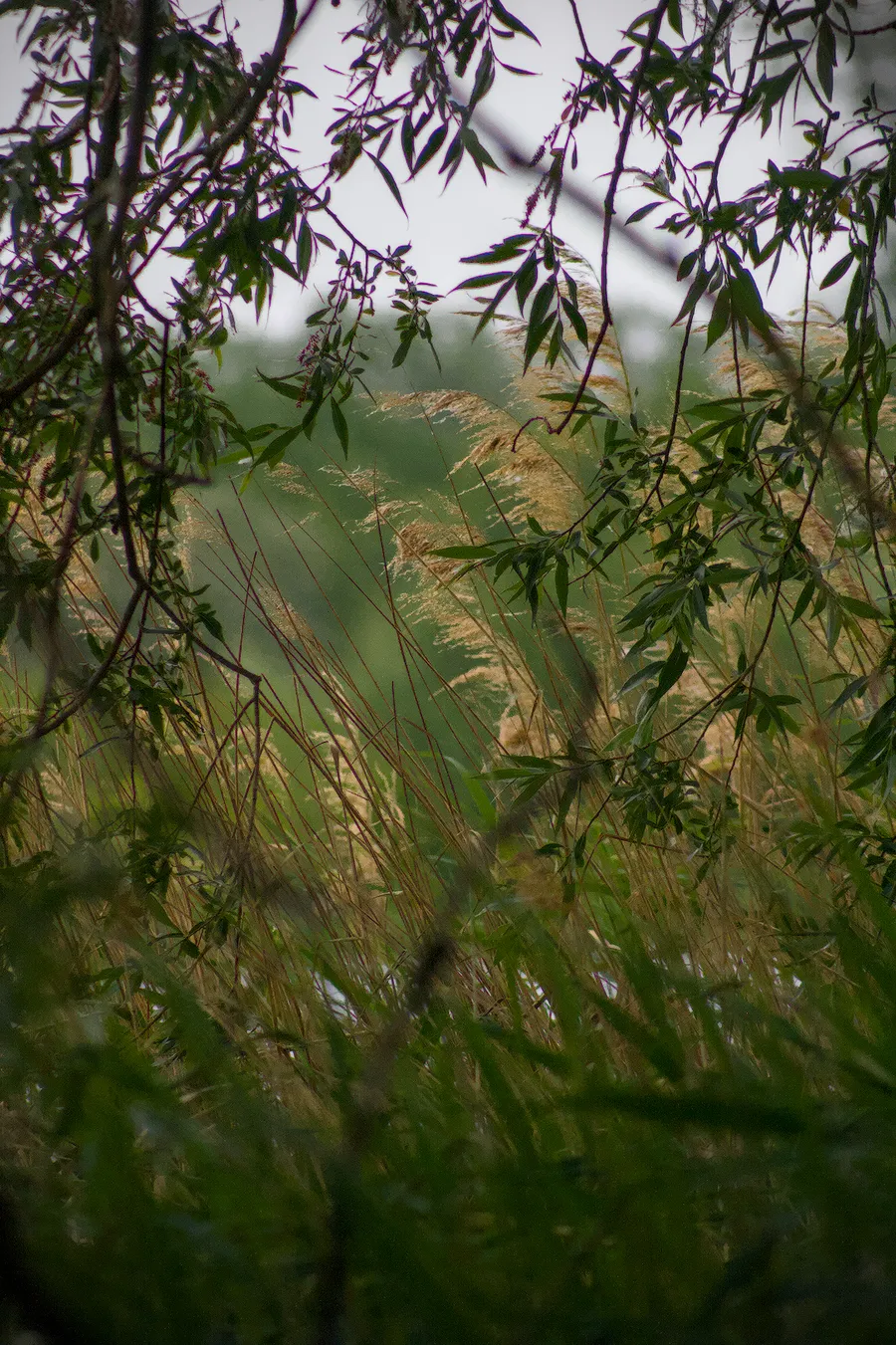 landscape Trees
