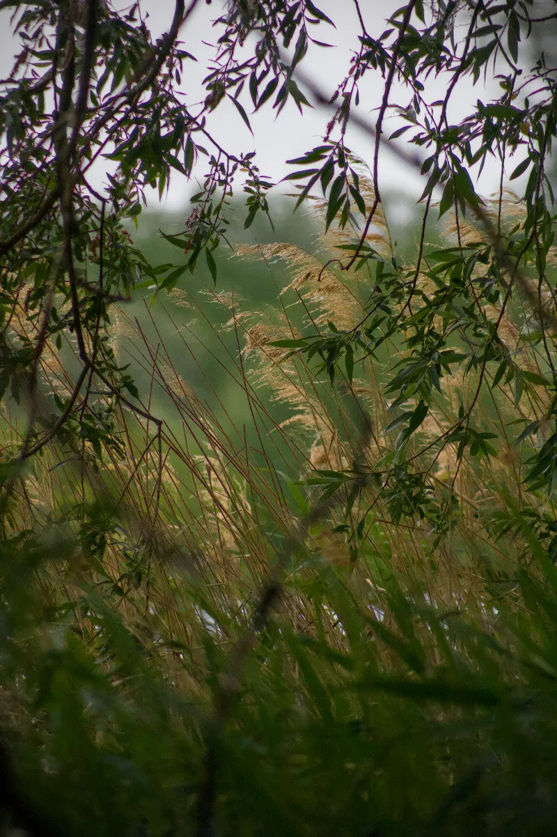 landscape Trees
