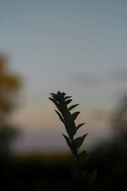 landscape branch