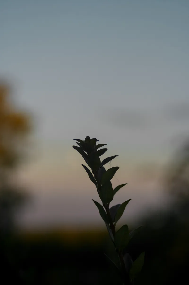 landscape branch