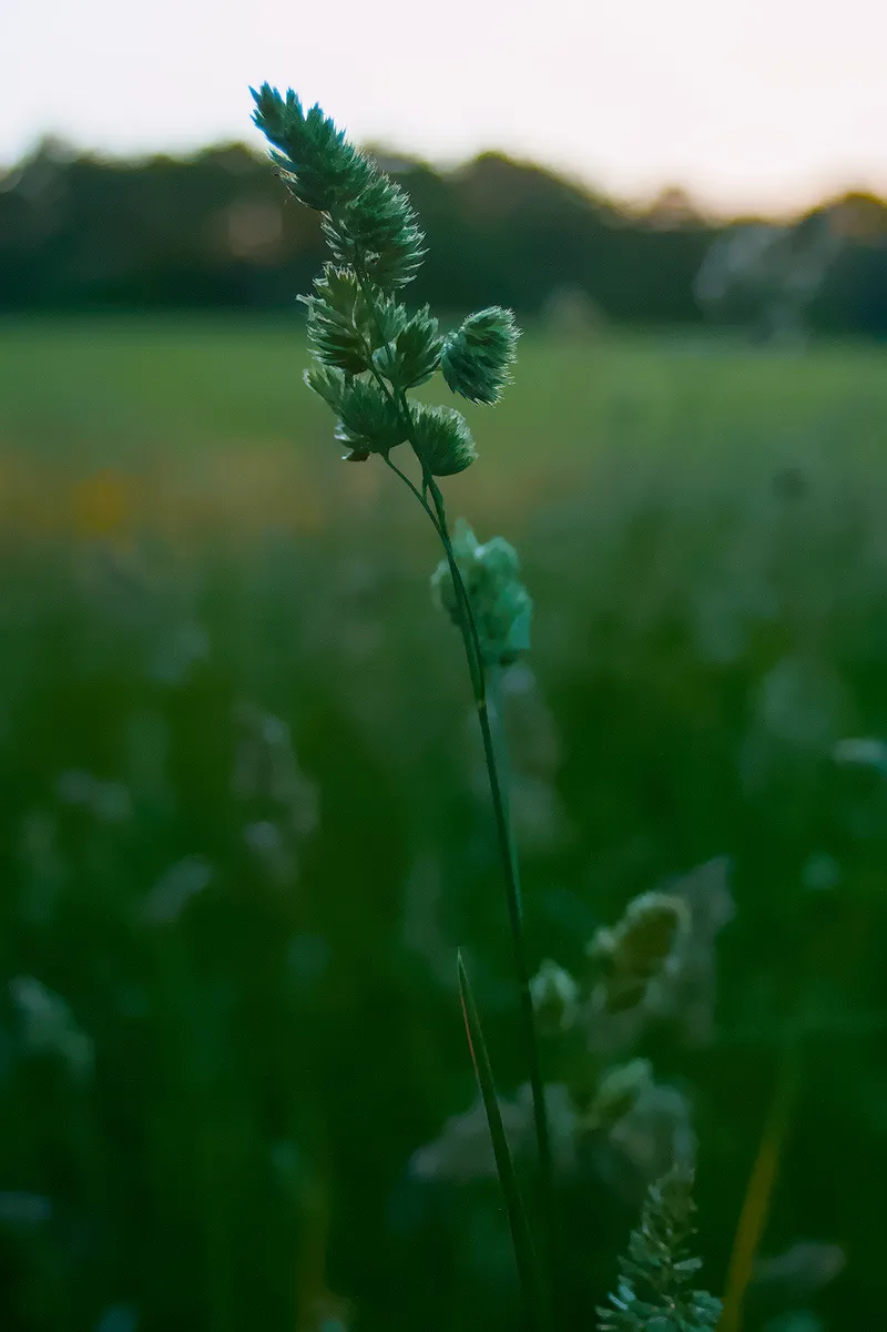 landscape wheat
