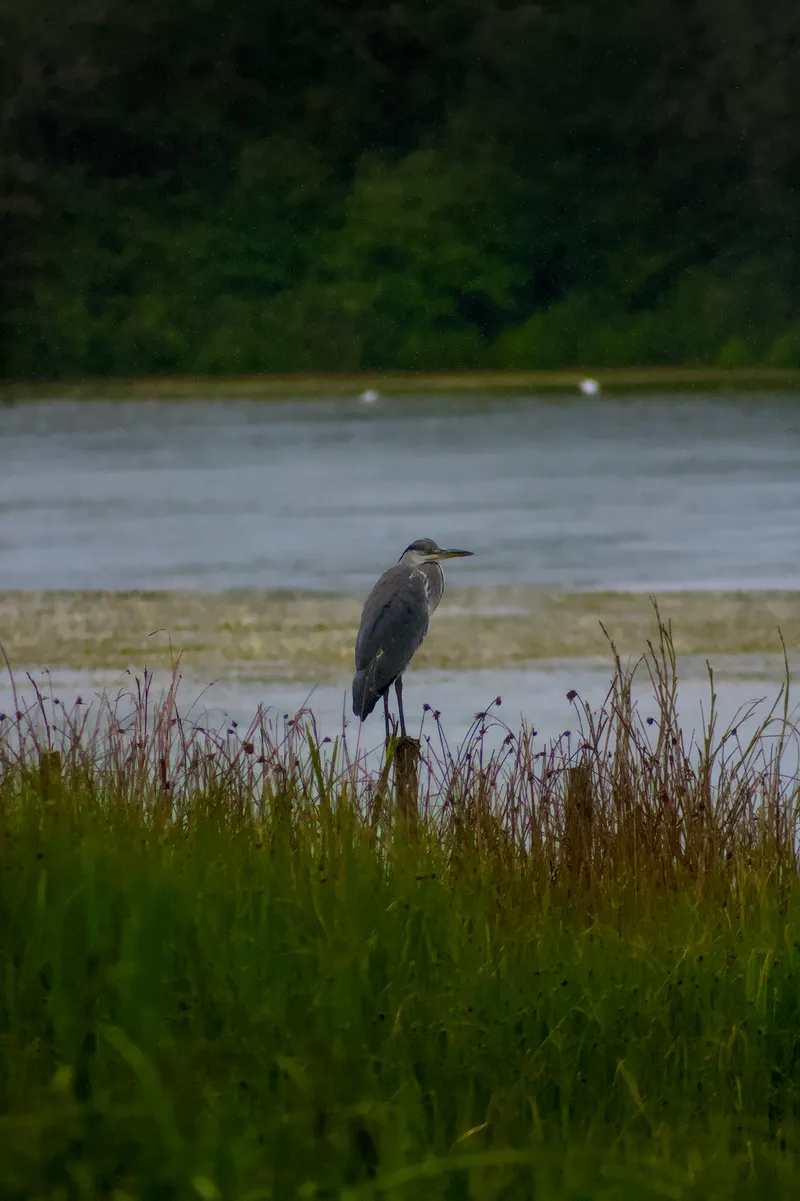 wildlife ChillHeron