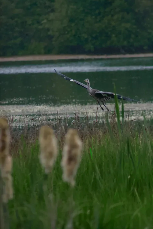 wildlife Heron