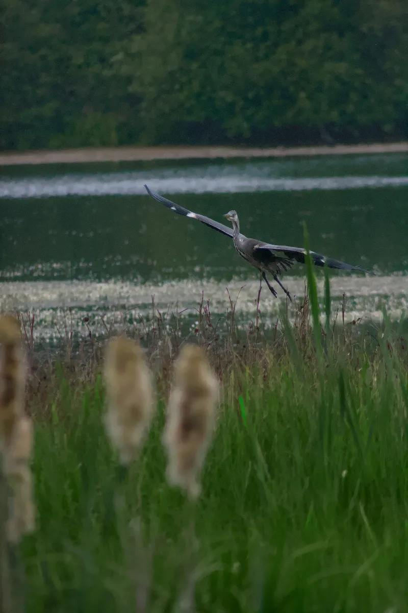 wildlife Heron