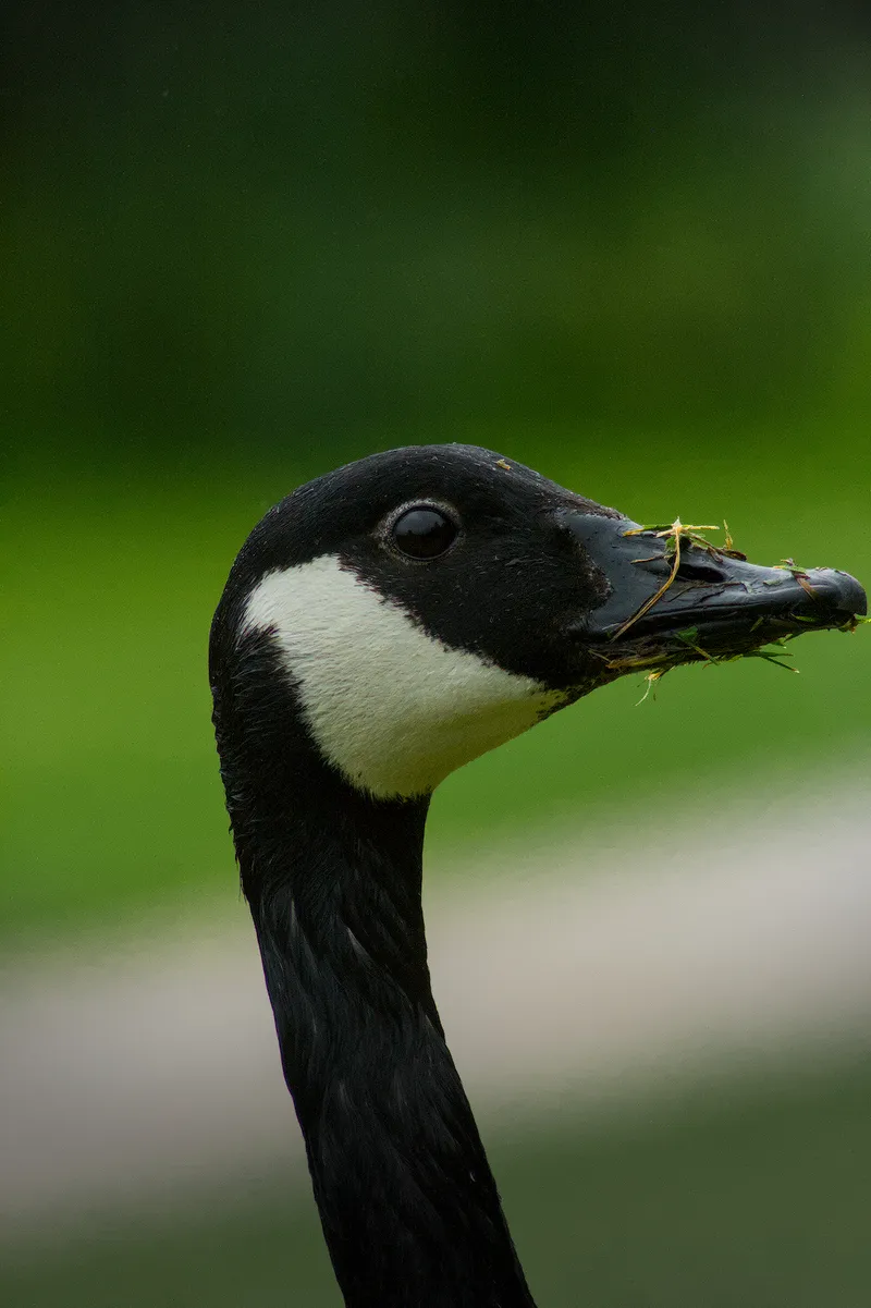 wildlife NomGoose