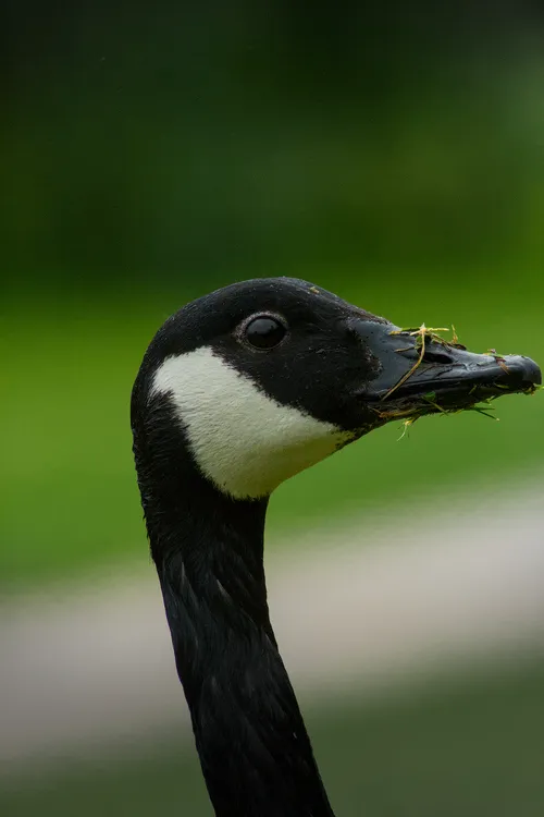 wildlife NomGoose
