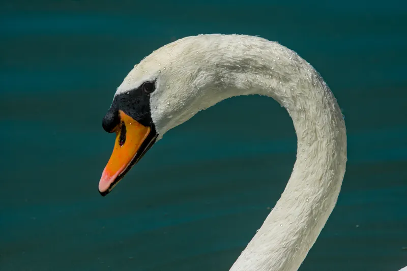 wildlife Swan