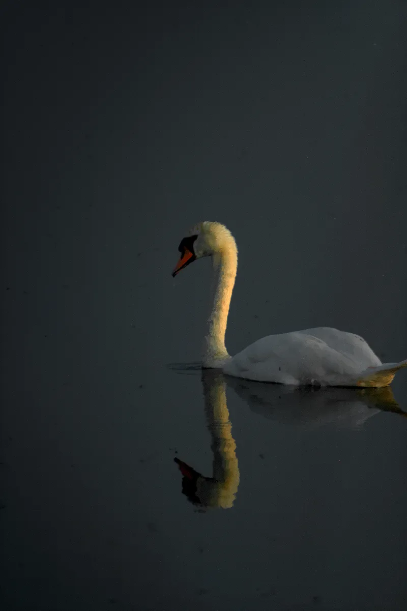 wildlife SwanGrey