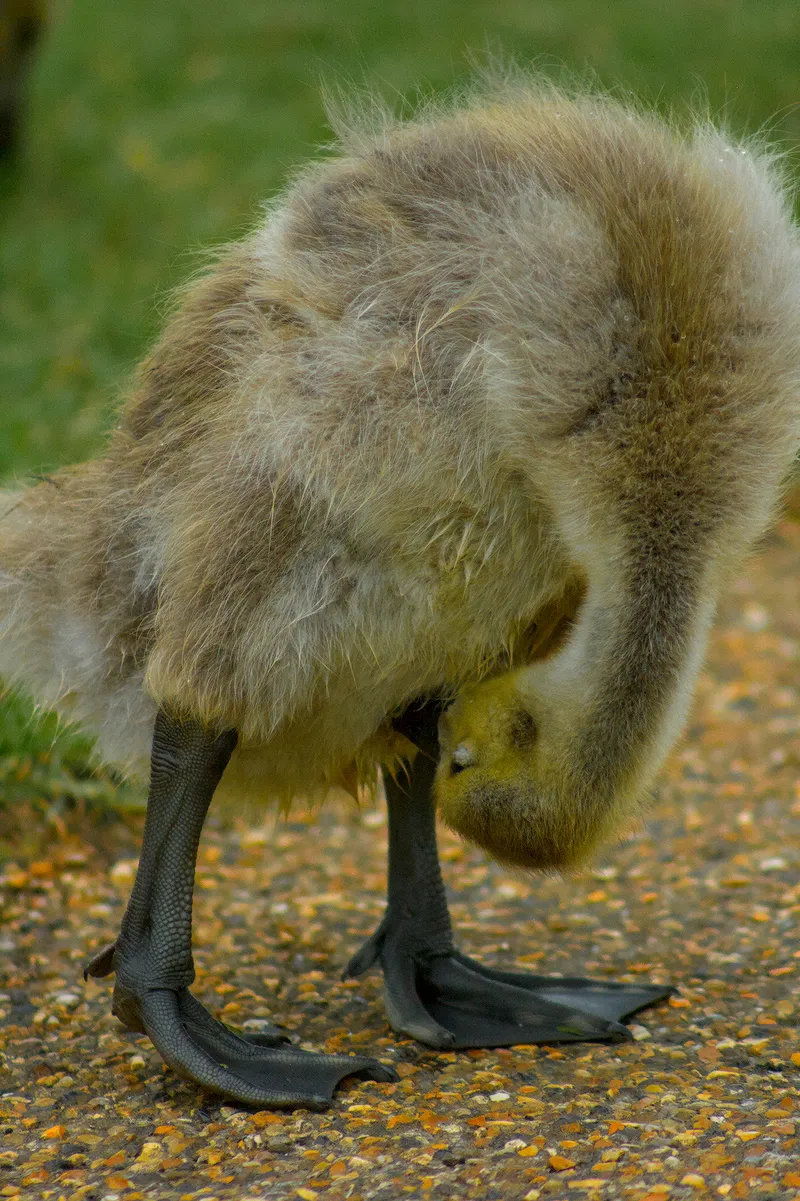 wildlife babyGoose