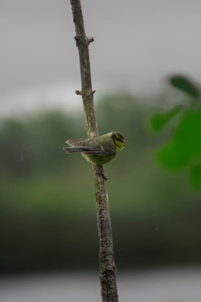 wildlife birdOnBranch