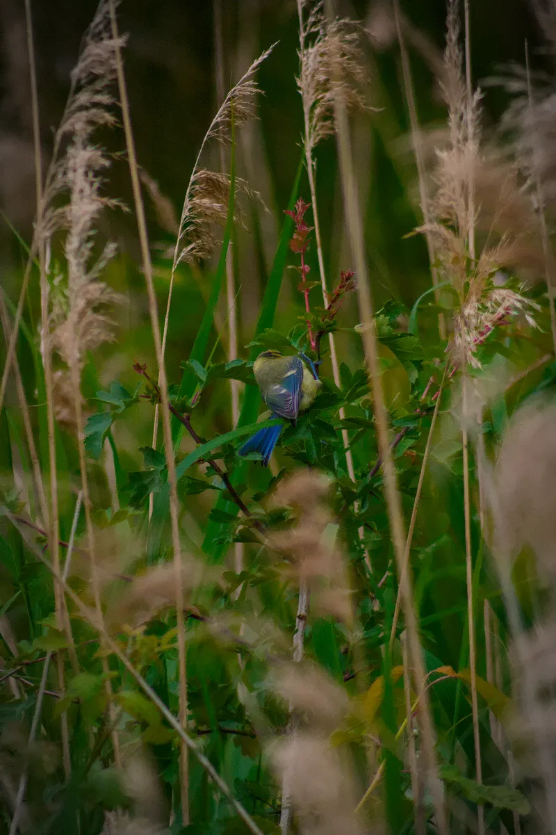 wildlife bluetit