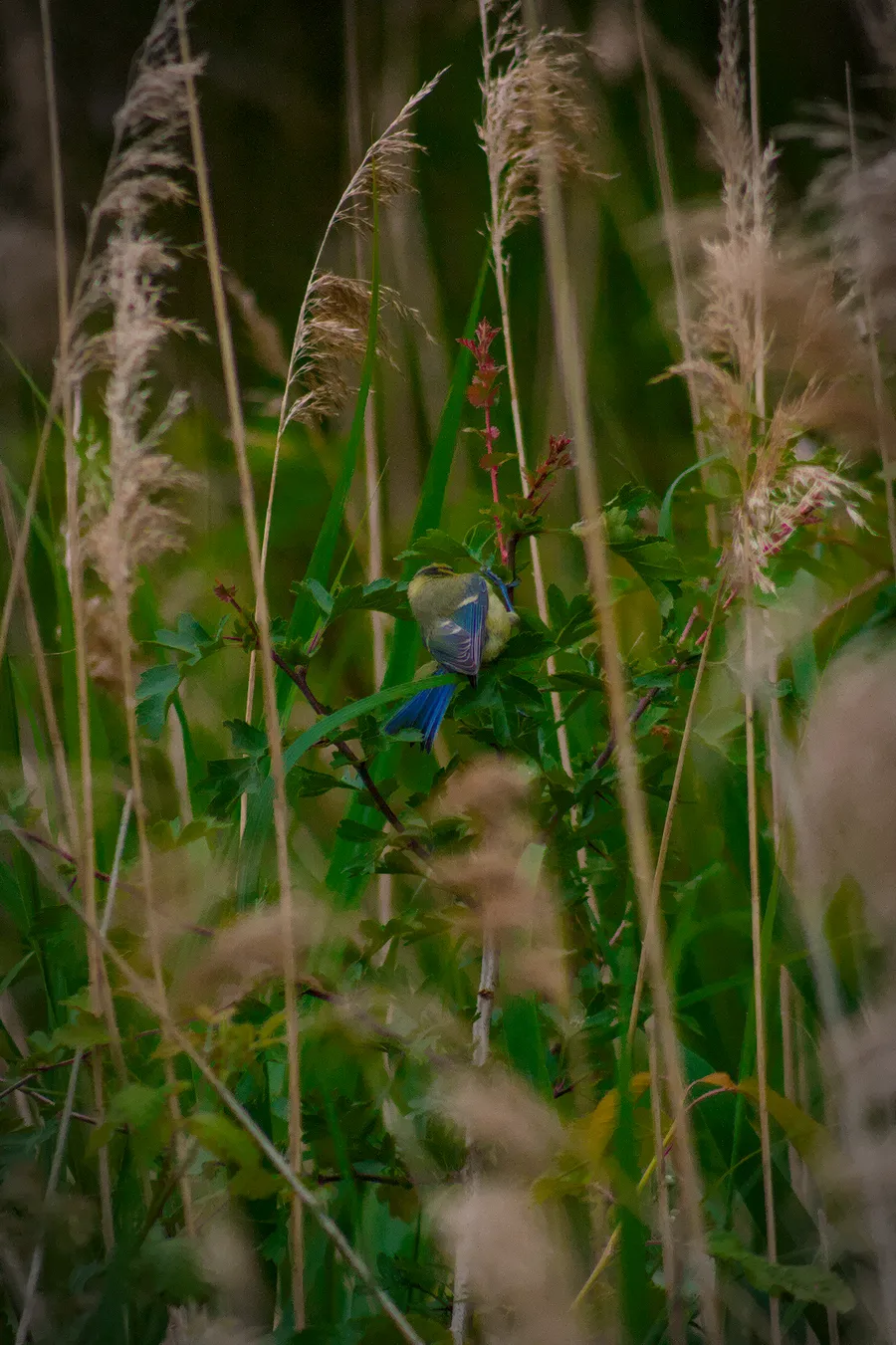 wildlife bluetit