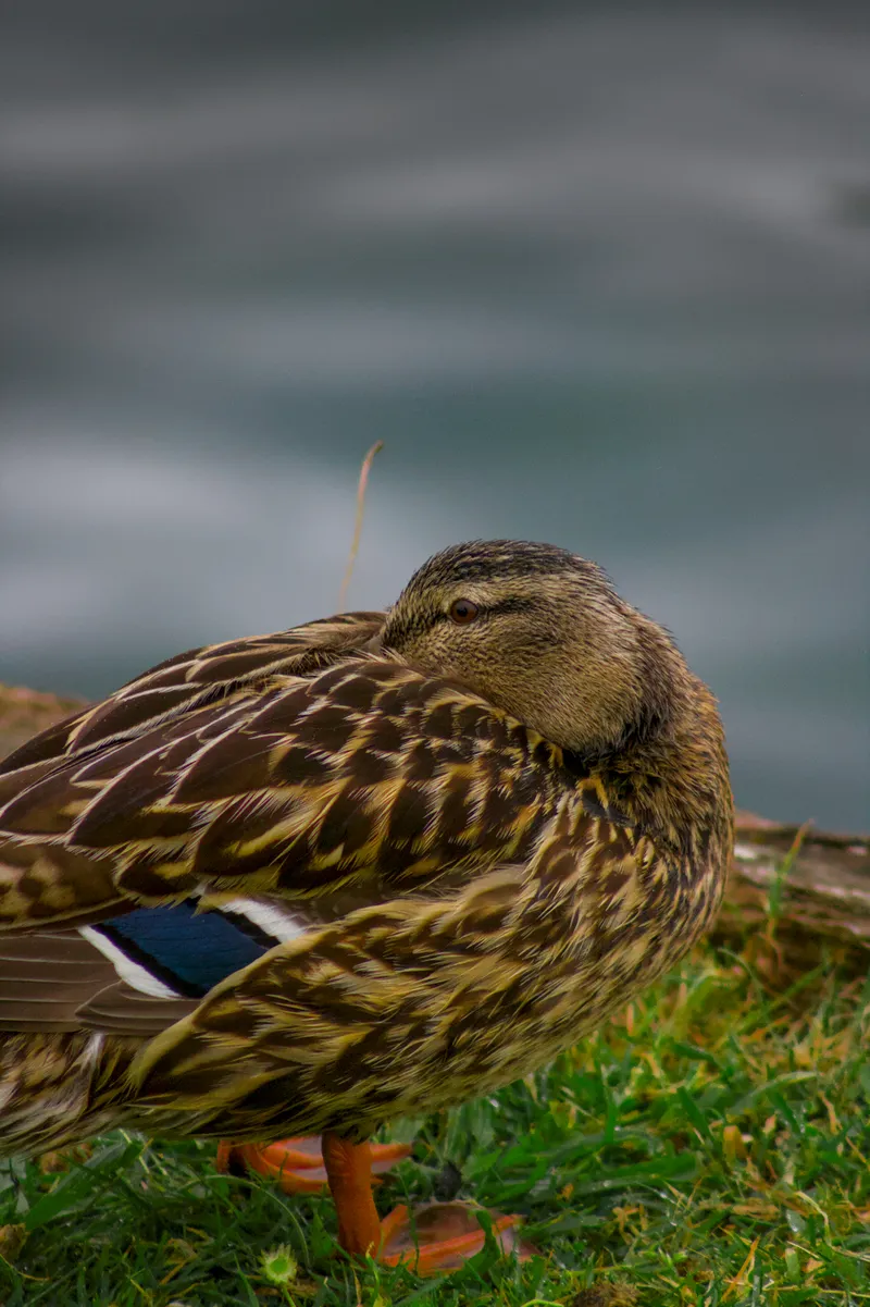 wildlife compactquack