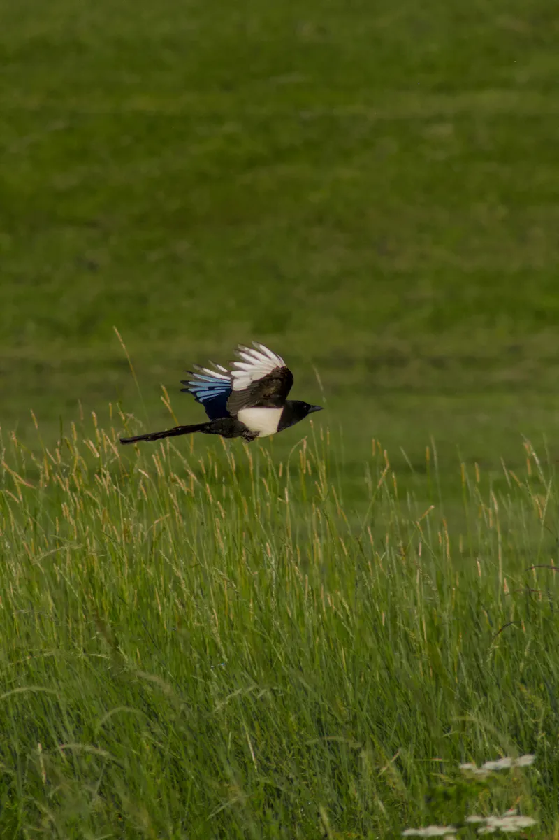 wildlife crow