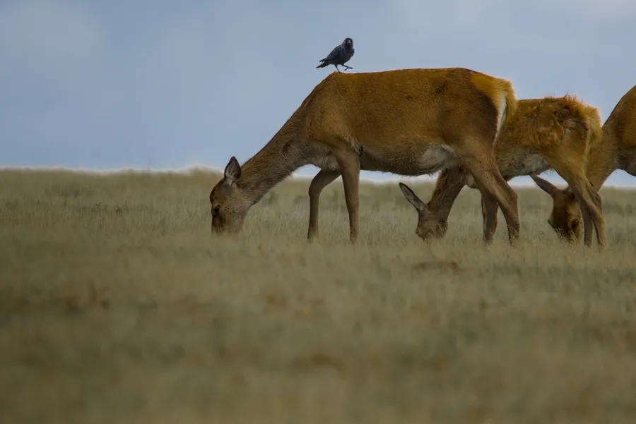 wildlife crowOnDeer