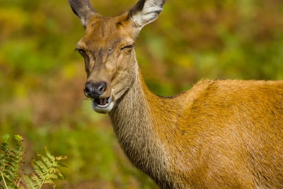 wildlife deerEat