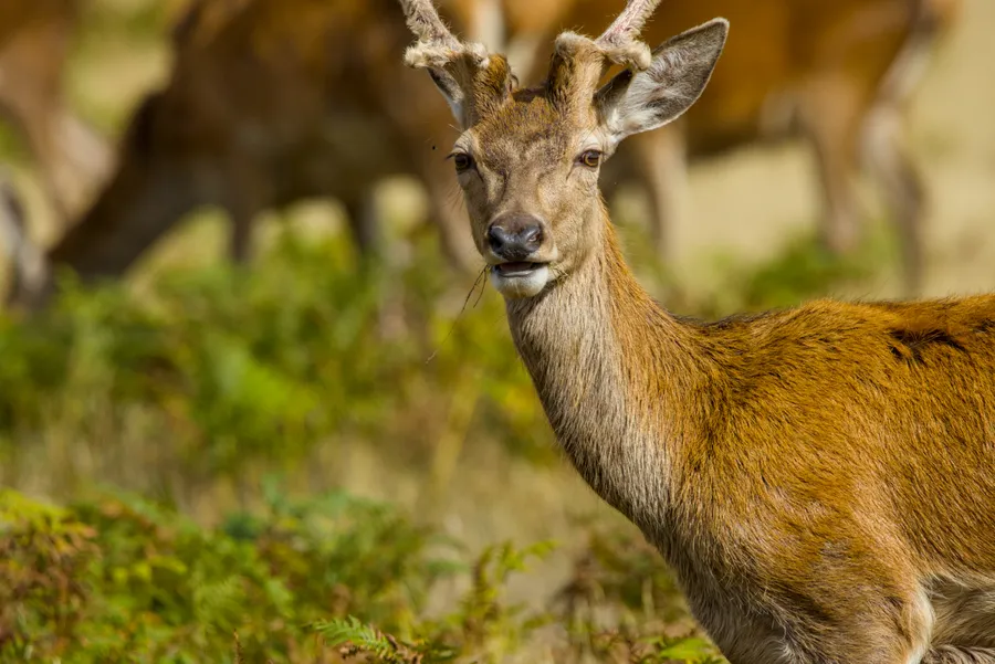 wildlife deerEat2