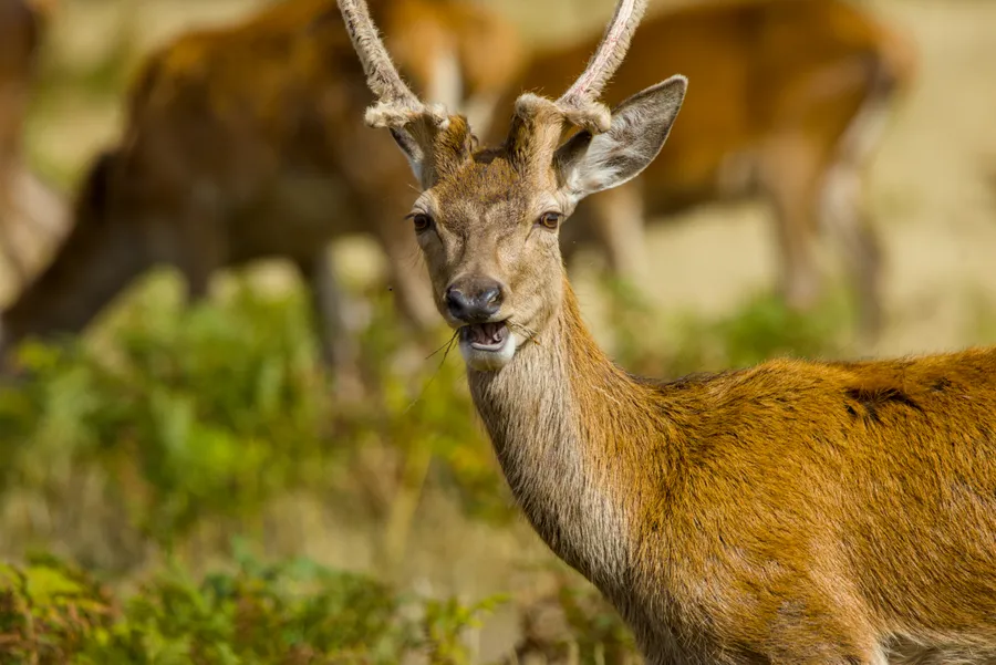 wildlife deerEat3