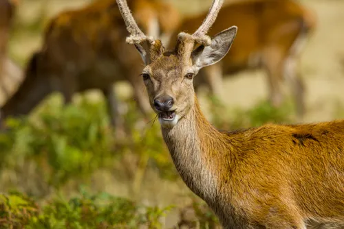 wildlife deerEat3