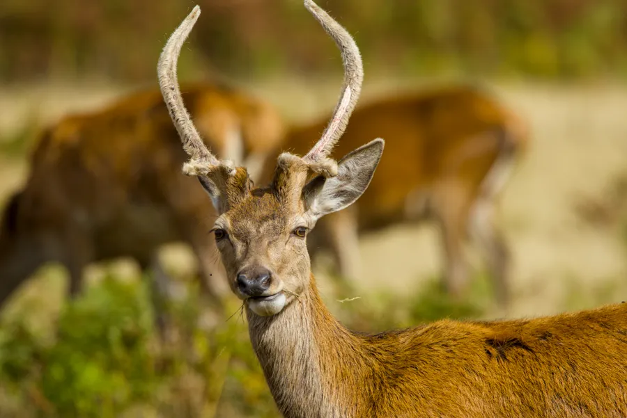 wildlife deerEat4