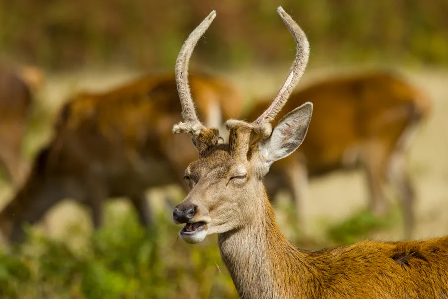wildlife deerEat5