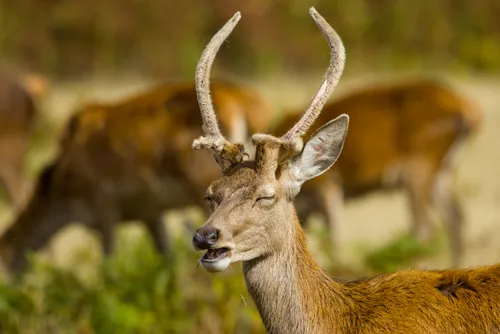 wildlife deerEat5