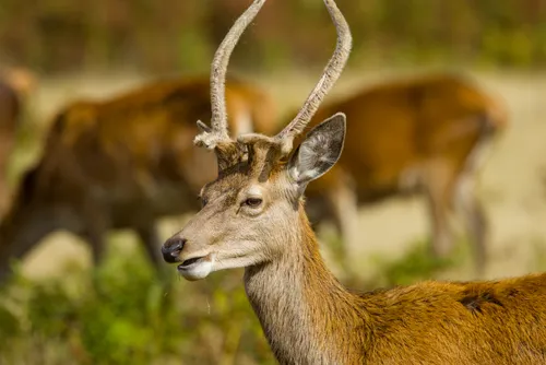 wildlife deerEat6