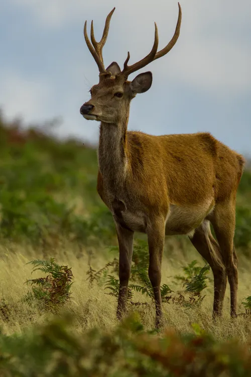 wildlife deerFull
