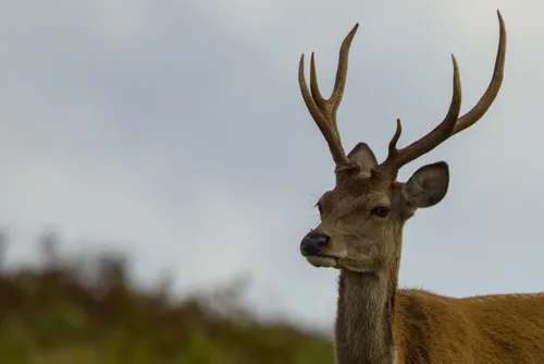 wildlife deerHeadshot
