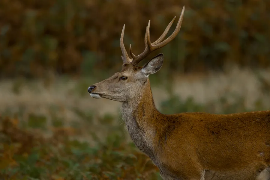 wildlife deerPose