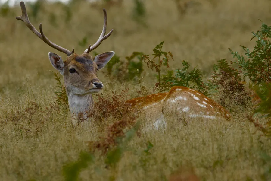 wildlife deerlook