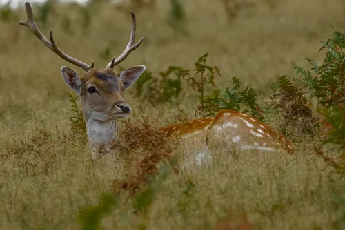 wildlife deerlook