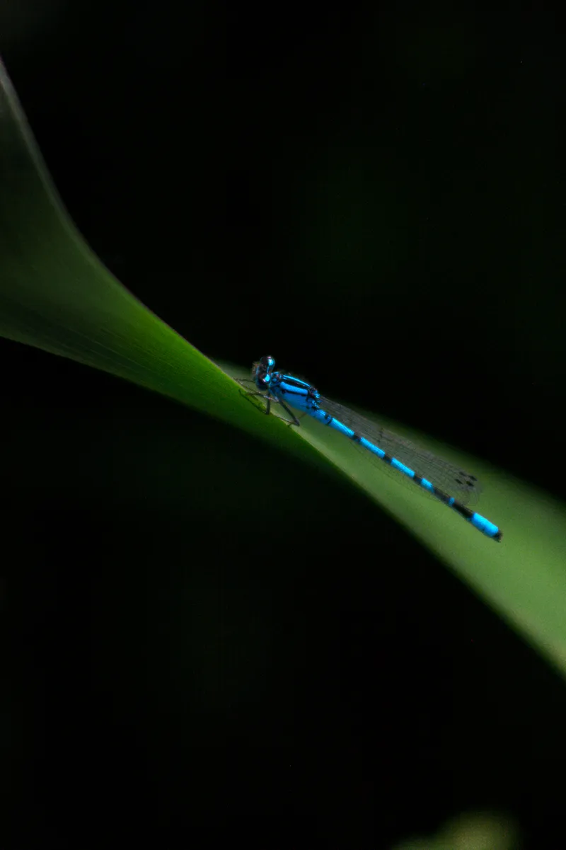 wildlife dragonFly