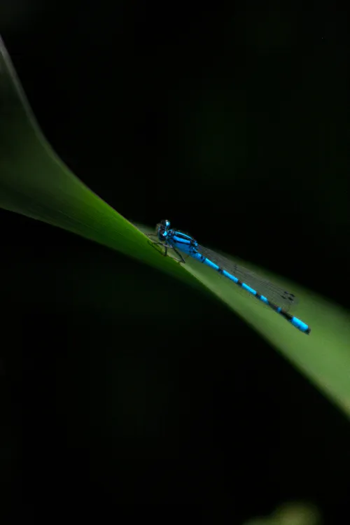 wildlife dragonFly