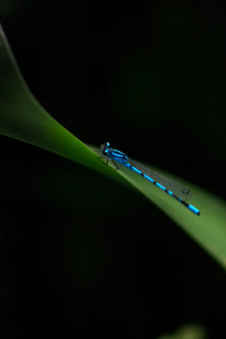 wildlife dragonFly