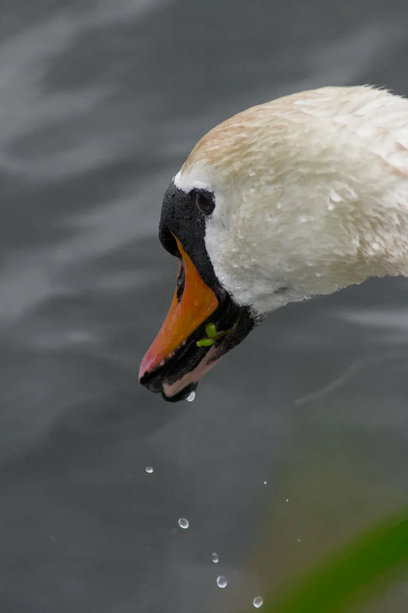 wildlife drippySwan