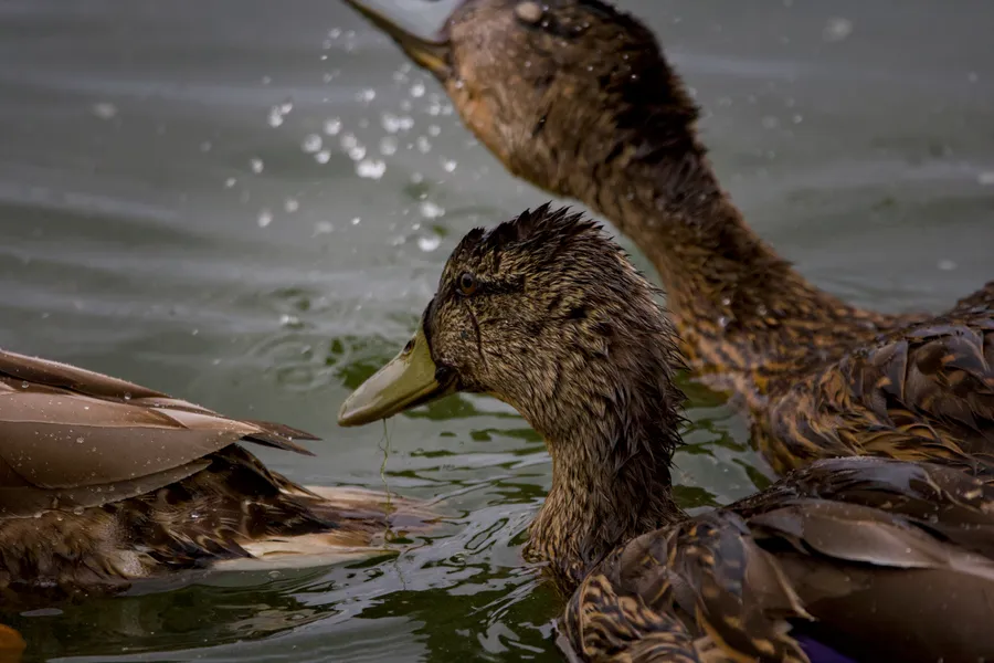 wildlife duck splishSplash