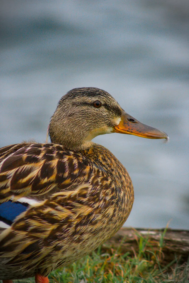 wildlife duck