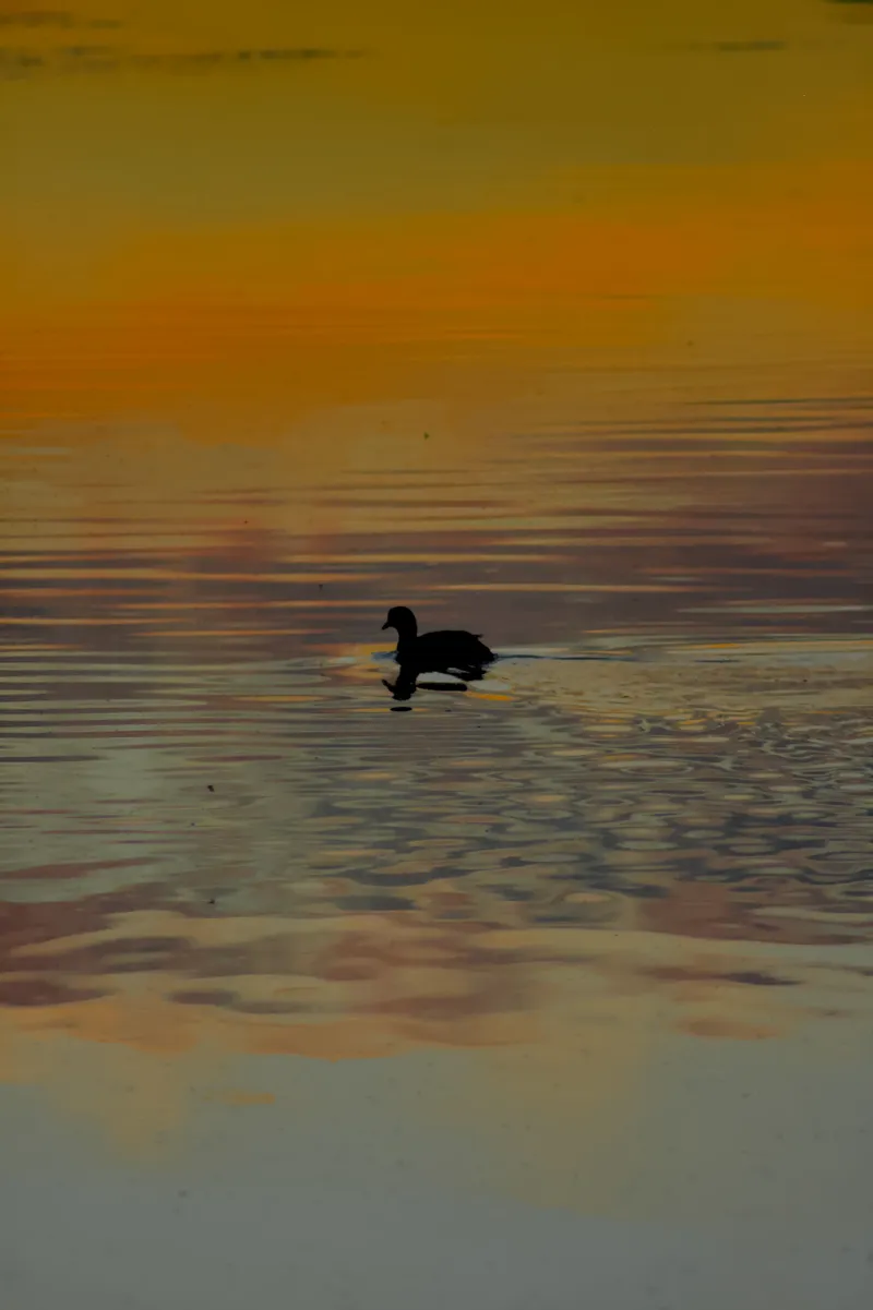 wildlife duckFloat