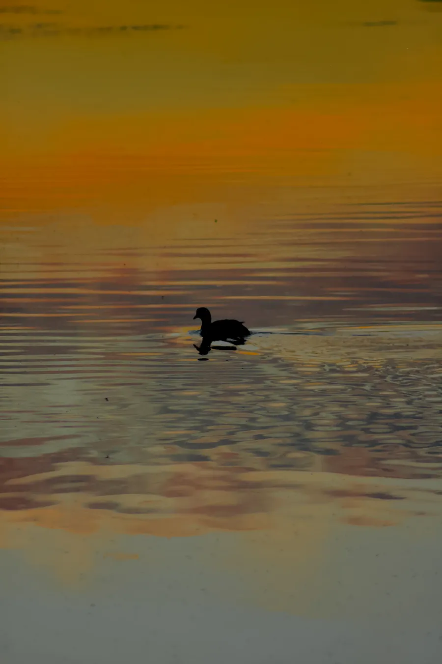 wildlife duckFloat