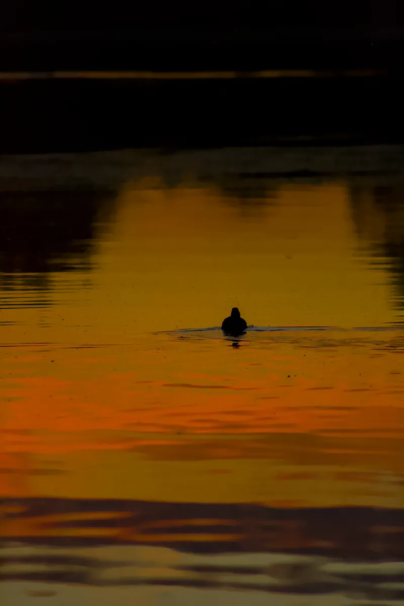 wildlife duckSwimmingSunset