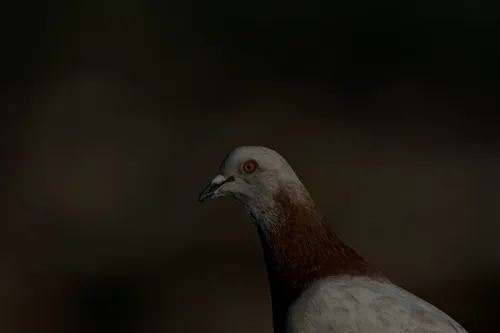 wildlife evilPigeon