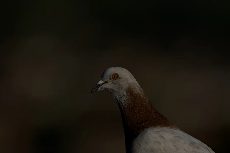 wildlife evilPigeon