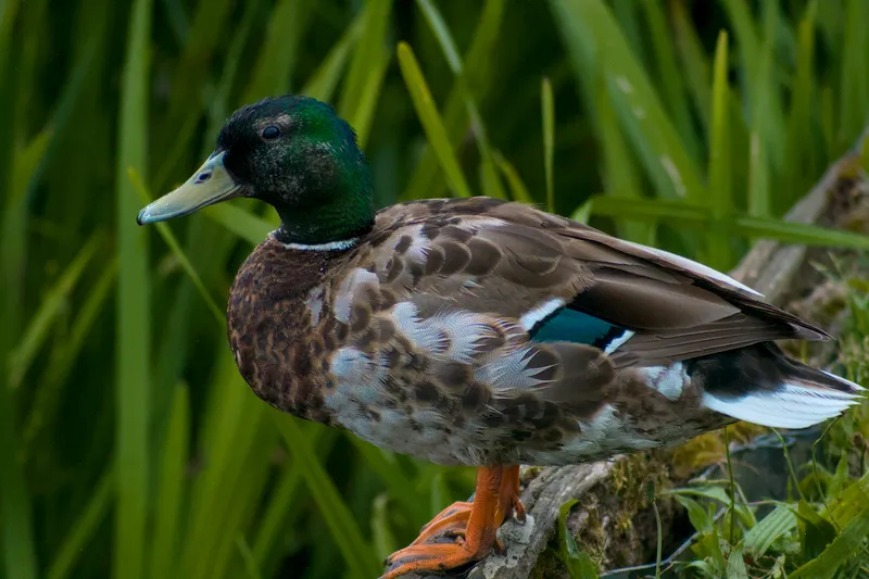 wildlife grassDuck