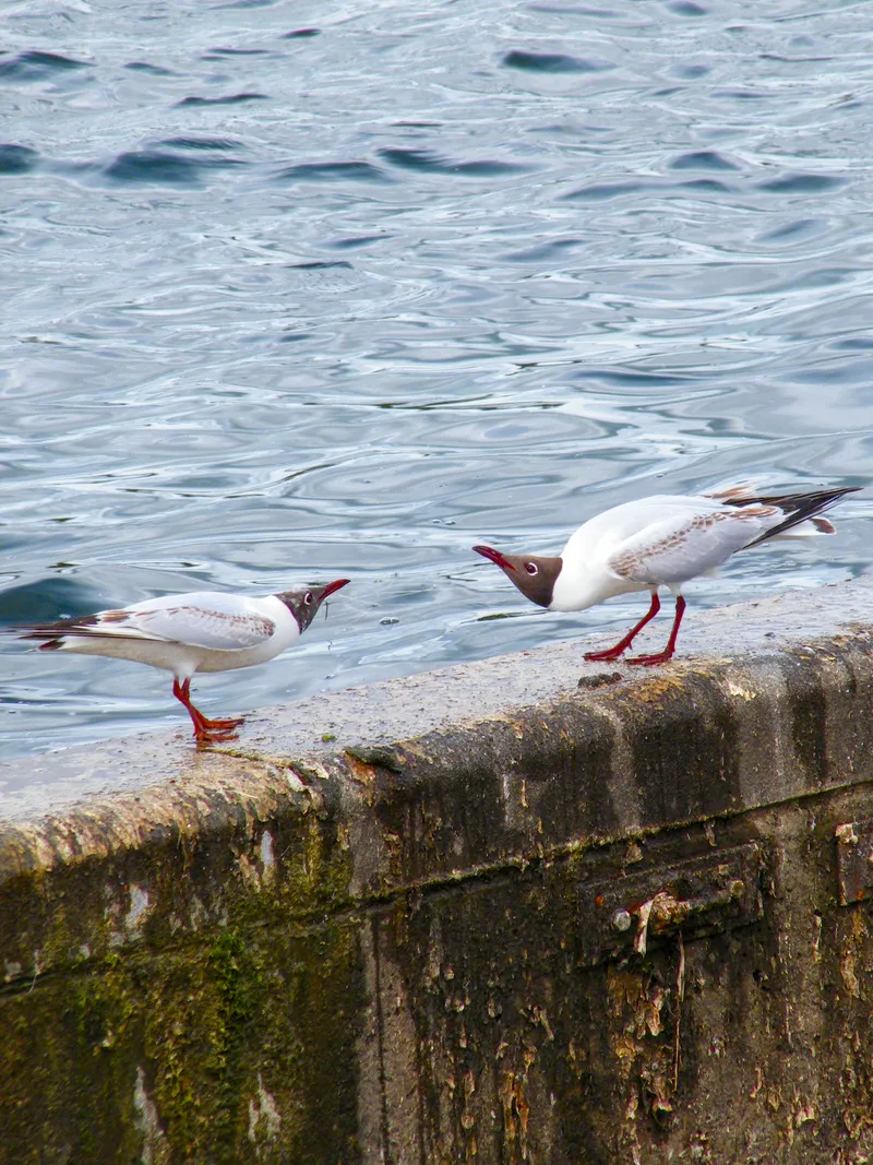 wildlife gull fight
