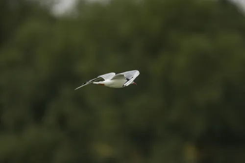 wildlife gull inFlight