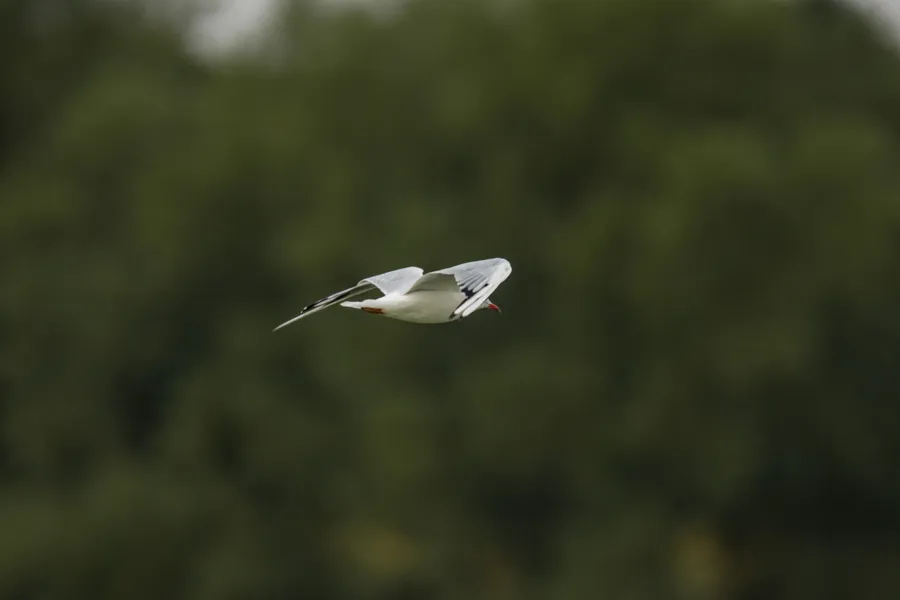 wildlife gull inFlight