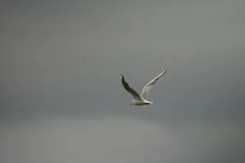 wildlife gull inFlight2