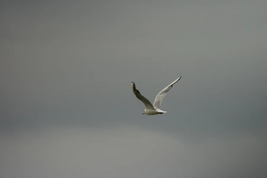wildlife gull inFlight2